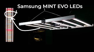 Mammoth Samsung MINT EVO LED grow light test and review [upl. by Asset]