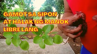 Paano gamutin ang Sipon at Halak ng ating Manok [upl. by Eidnam]