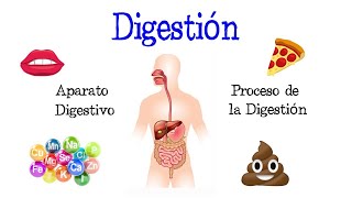 🍎 La Digestión y su Proceso Aparato Digestivo 💩 Fácil y Rápido  BIOLOGÍA [upl. by Romaine974]