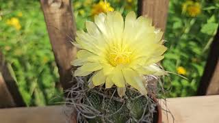 Astrophytum capricorne crassispinoides in bloom July 2024 [upl. by Ahslek]