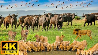 4K African Wildlife Serengeti National Park  Real Sounds of Africa  4K Video Ultra HD [upl. by Mllly]