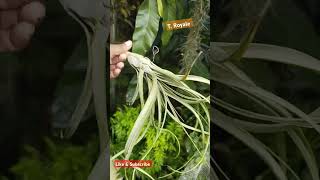 Tillandsia Royale mediumnature houseplant airplant airplantcare garden beautiful [upl. by Gloria]