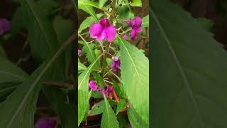 Impatiens balsamina Plant nature flower wildlife [upl. by Esimorp]