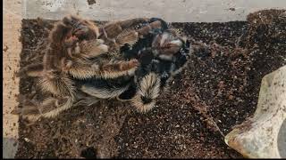 Curly Haired Tarantula molting [upl. by Kcitrap]