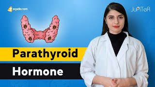 Parathyroid Hormone Basic Physiology Lecture for First Year Medical Students [upl. by Rebak]