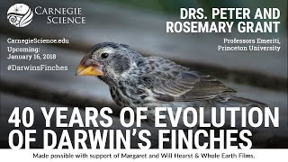 40 Years of Evolution of Darwins Finches  Drs Peter and Rosemary Grant [upl. by Spain]