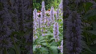 Bees love Agastache Blue Fortune 🐝 bees bumblebee pollinators [upl. by Saile883]