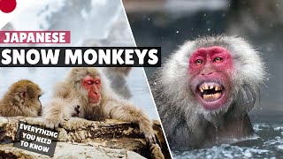 How to see snow monkeys in Japan  Nagano winter Japan vlog EVERYTHING you need to know [upl. by Danice]