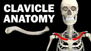 ANATOMY OF THE CLAVICLE COLLARBONE [upl. by Azial]