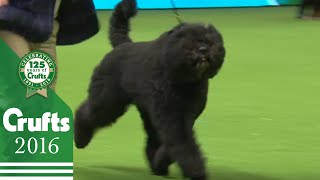 Bouvier Des Flandres wins the Working Group Judging  Crufts 2016 [upl. by Skill117]