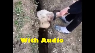 Sheep gets stuck in trenchditch jumps with Audio [upl. by Annahsal810]