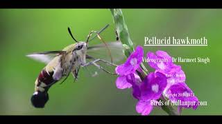 Pellucid Hawkmoth The Coffee Clearwing RARE Capture news [upl. by Arhoz]