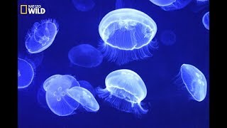 National Geographic  Jellyfish How to capture the prey and defense  Wildlife Animals [upl. by Ofelia591]