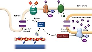 Cardiac ExcitationContraction Coupling [upl. by Mildrid]