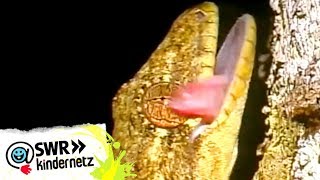 OLIs Wilde Welt  Geckos bei OLIs Wilde Welt  SWR Kindernetz [upl. by Seka]