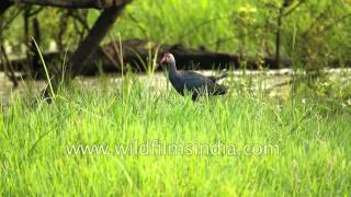 Purple moorhen in India [upl. by Honan]