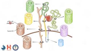 الجهاز النبيبي نسيجياً  Histology of renal tubular system [upl. by Nnhoj205]