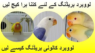 Lovebird Colony Breeding Tips  8 Lovebird Pairs in Small Colony [upl. by Esten]