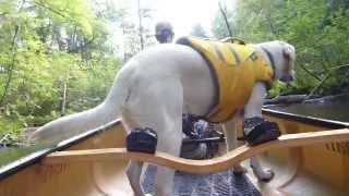 PERFECT CANOE FOR CAMPING WITH A DOG  WENONAH MINNESOTA II [upl. by Oslec]