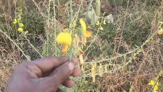 CROTALARIA RETUSA पौधे के फायदे  बुखार सर्दी कशी हॉट डिजीज अल्सर डिसेंट्री स्किन डिसीसिस [upl. by Noorah683]