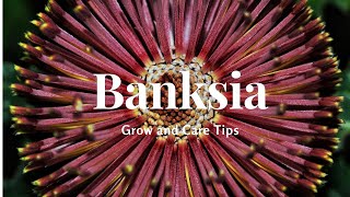 Banksia Grow and Care Tips [upl. by Teerprah]