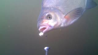 Bream take liquidized bread under water [upl. by Darwen]