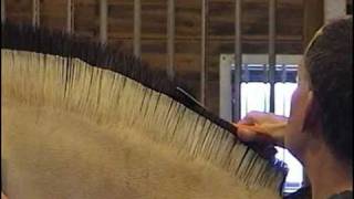 How To Cut a Norwegian Fjord Horse Mane  Part 2 of 2 [upl. by Rego253]