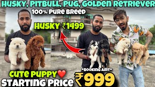 Cheapest Dogs Market In Delhi NCR  Husky German Shepherd Pitbull  Dog in 699  SK Pet Shop [upl. by Hassin175]