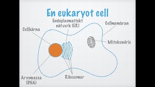 Cellteorin Biologi 2 [upl. by Veats]