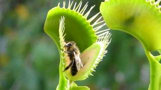 Venus flytrap eating a bee [upl. by Crystie446]