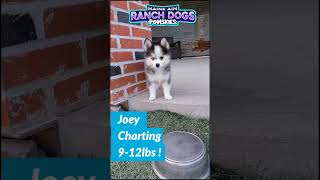 A few of our available pomsky puppies Aug 3 2024 [upl. by Evangelina]