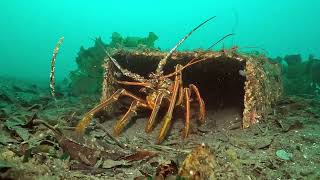 【映像記録】イセエビの表情を見る Watching the Japanese spiny lobster [upl. by Jena]