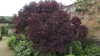 Cotinus Coggygria Royal Purple [upl. by Norag]