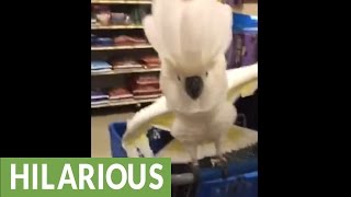 Cockatoo proves to be terrible shopping partner [upl. by Dnalrah862]