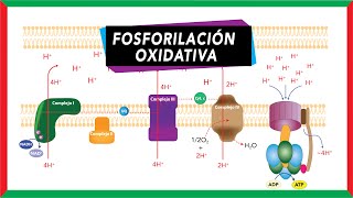 Cadena de transporte de electrones y Quimiosmosis síntesis de ATP Fosforilación oxidativa [upl. by Xxam139]