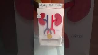 Working model of kidney [upl. by Strohben]