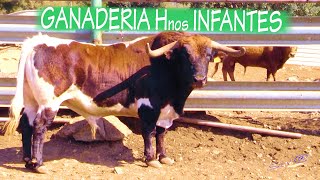 ✅2023 ARTANA 02 Visita a la Ganadería de Toros Hnos Infante [upl. by Anilat]