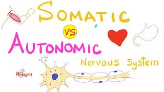 Somatic vs Autonomic Nervous System  Physiology [upl. by Hennessey]