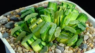 Haworthia truncata variegated [upl. by Cypro228]