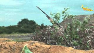 chasse corbeau 1mp4 [upl. by Ennasil]