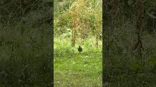 Moorhen In Long Grass  Thornes Park birds avian nature [upl. by Burkhardt]