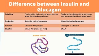 Difference between Insulin and Glucagon [upl. by Livingston]