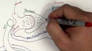 Proximal Convoluted Tubule Part 1 [upl. by Moitoso601]