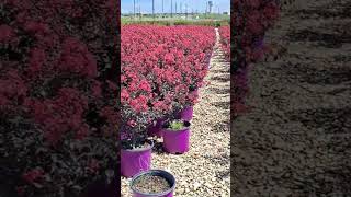 Miles de Plantas en Vivero de Texas [upl. by Mable]