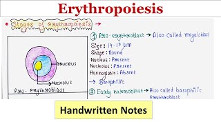 Erythropoiesis  Site  Stages  Regulation  Handwritten notes [upl. by Atile43]