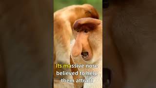 Proboscis Monkey The LongNosed Primate You Wont Forget Extraordinary Monkeys  Part 2 [upl. by Aidne180]