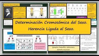 Determinación Cromosómica del Sexo Herencia Ligada al Sexo Daltonismo y Hemofilia Genética [upl. by Noxaj]