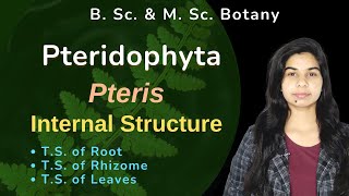 Pteridophyta  Pteris  Sporophyte  Internal Structure  Botany  B Sc amp M Sc [upl. by Graf]