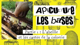 Apiculture les bases 01  Les castes dans la colonie dabeille [upl. by Inafets413]