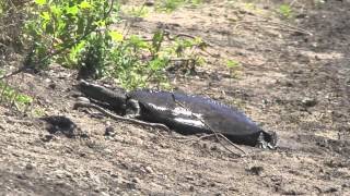 Softshell turtle lays eggs [upl. by Aissatan]